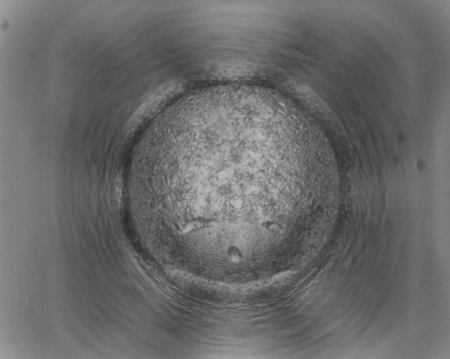 X0000064730640200602171642