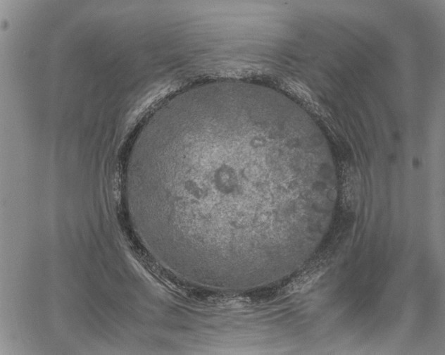 X0000064730683200602171642