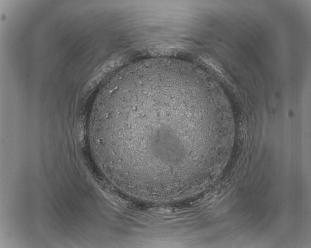 X0000064730687200602171642