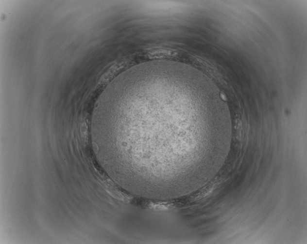 X0000064730753200602171641