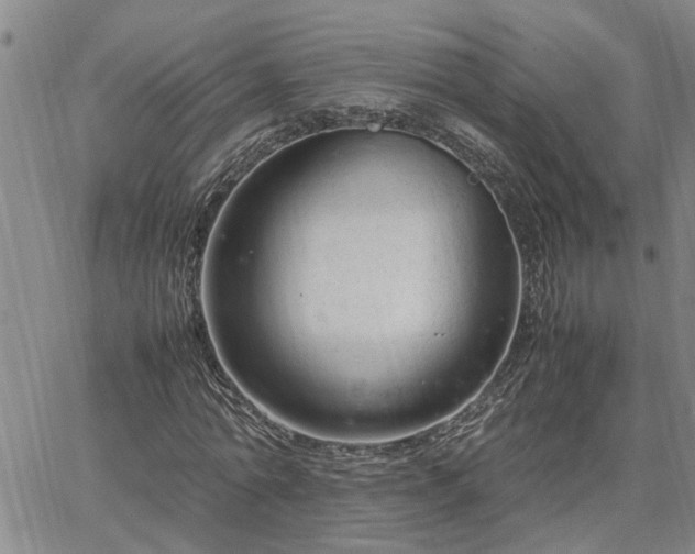 X0000064730774200602171641