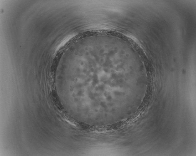 X0000064730871200602171639