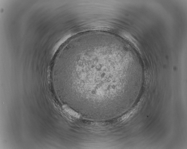 X0000064730875200602171639