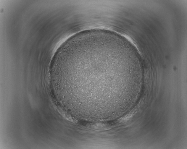 X0000064730879200602171639