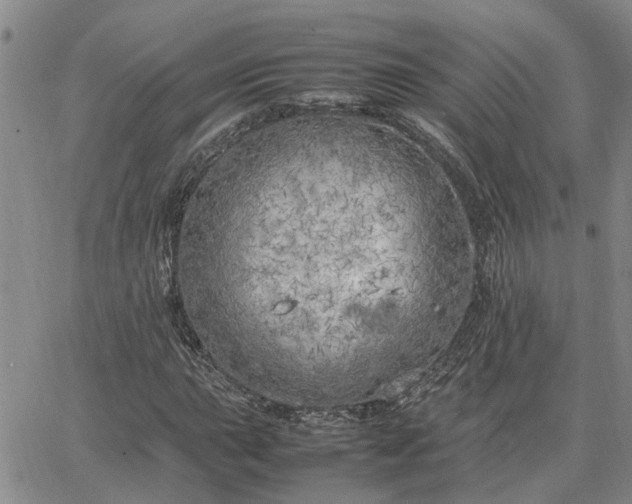 X0000064731015200602171636