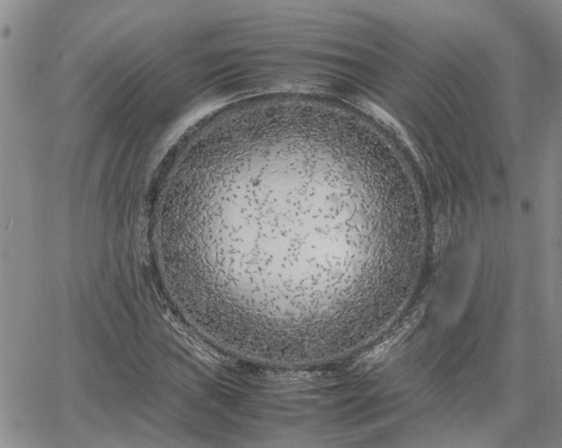 X0000064731019200602171636