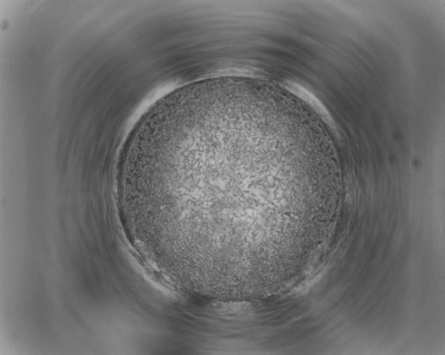 X0000064731043200602171636