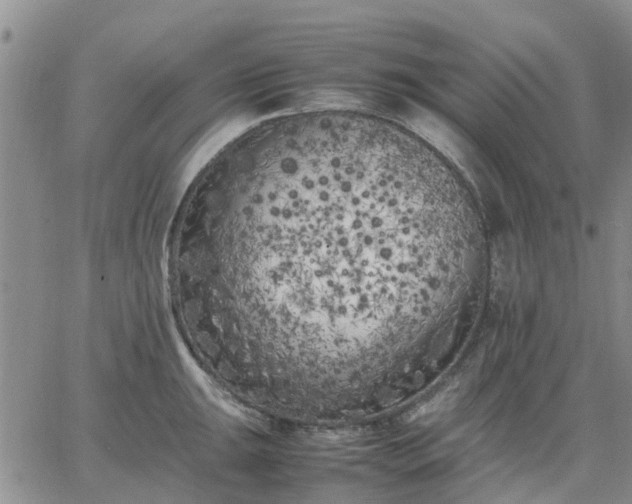 X0000064731047200602171636