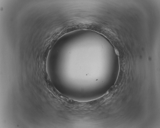 X0000064731061200602171636