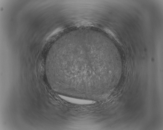 X0000064731063200602171636