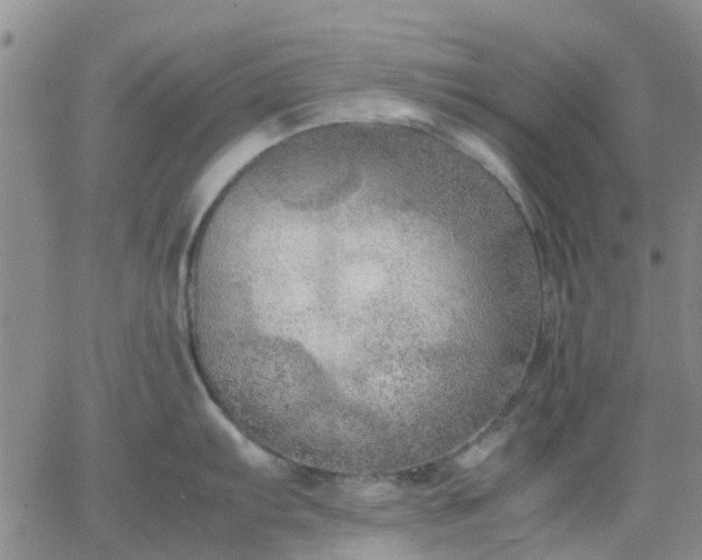 X0000064731103200602171635