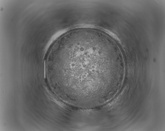 X0000064731223200602171633