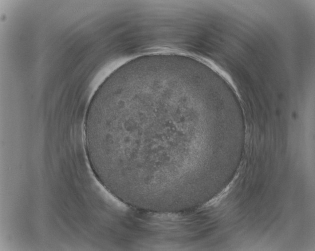 X0000064731239200602171633