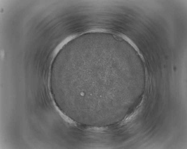 X0000064731245200602171633