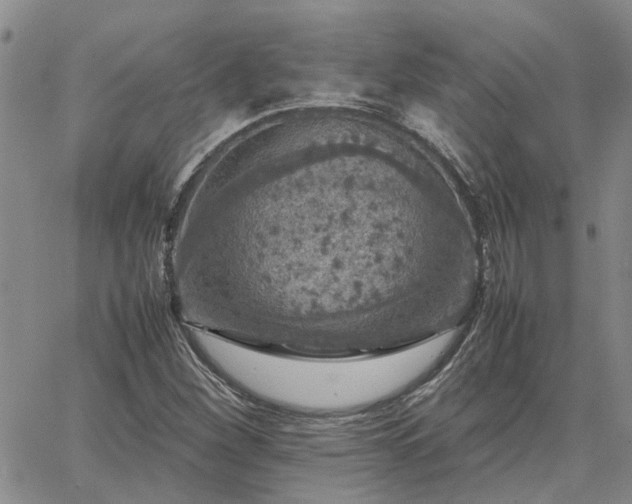 X0000064731260200602171633