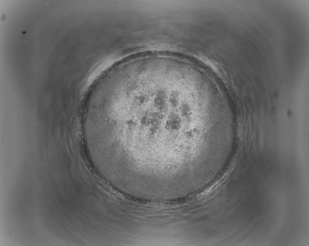 X0000064731263200602171632