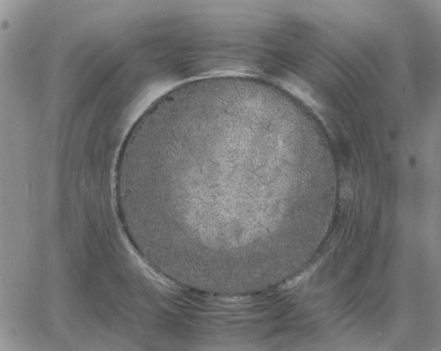 X0000064731423200602171630