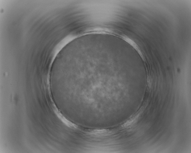 X0000064731482200602171629