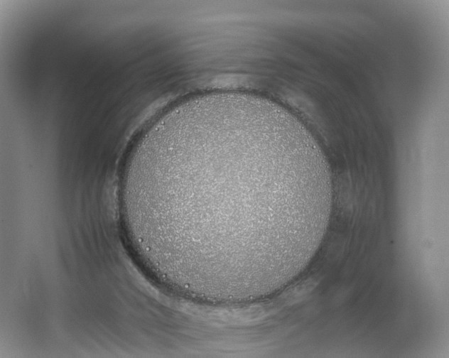 X0000064730016200602241736