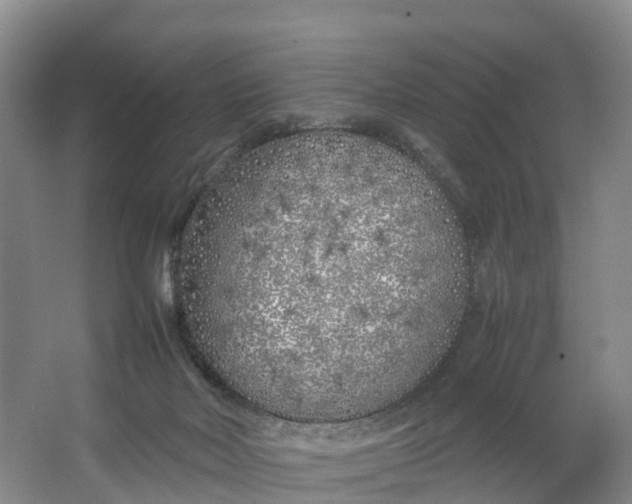 X0000064730026200602241736