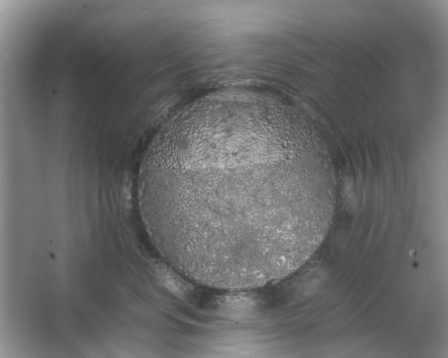 X0000064730668200602241720