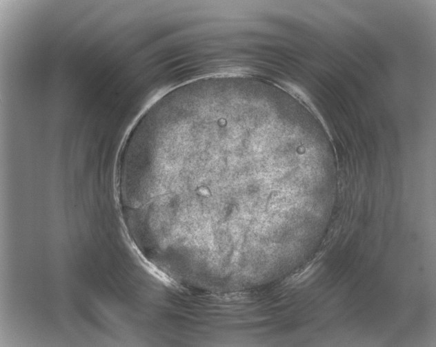 X0000064730851200602241715