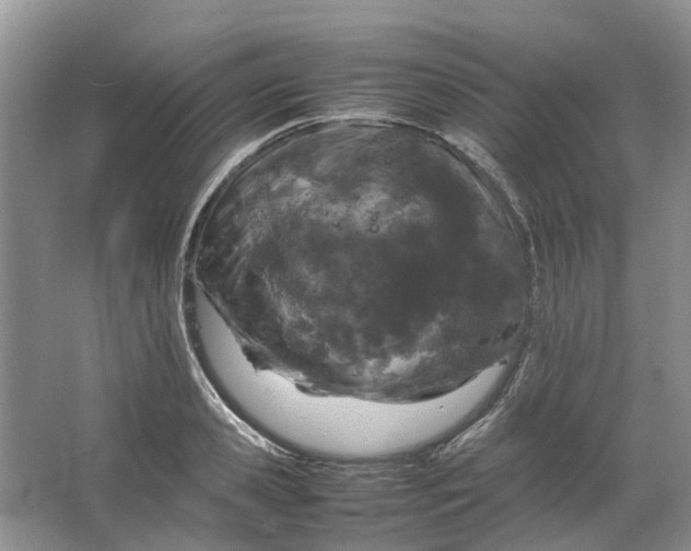 X0000064730941200602241713