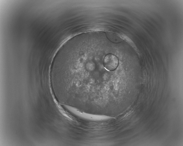 X0000064731039200602241710