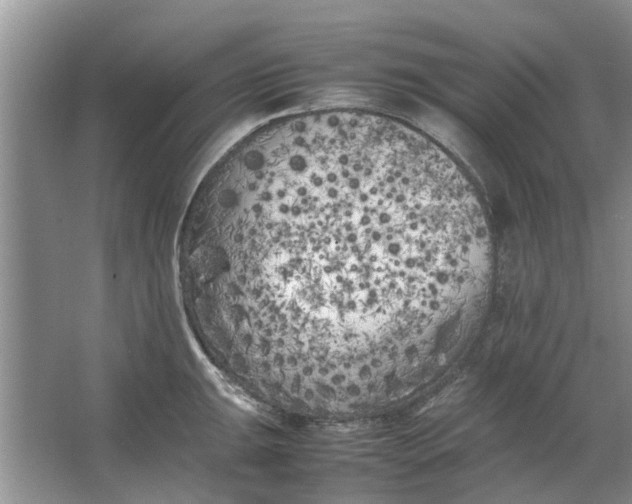 X0000064731047200602241711