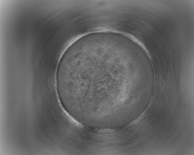 X0000064731239200602241706