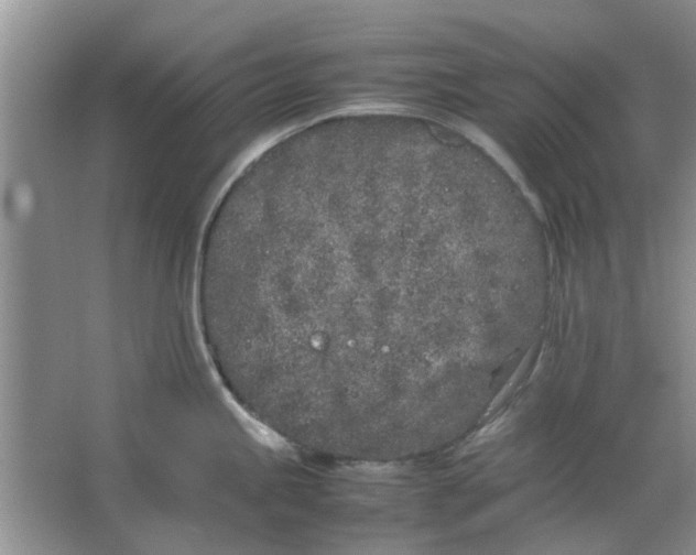 X0000064731245200602241706