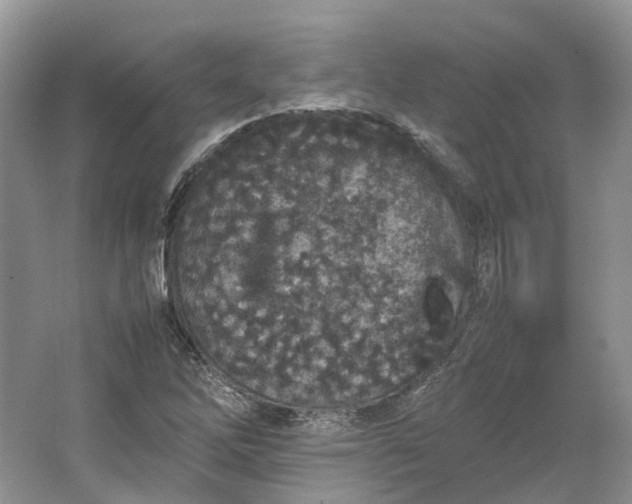 X0000064731262200602241704