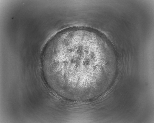 X0000064731263200602241704