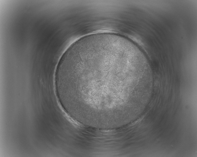 X0000064731423200602241700