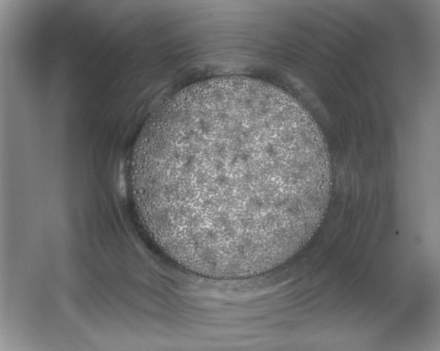 X0000064730026200603031653