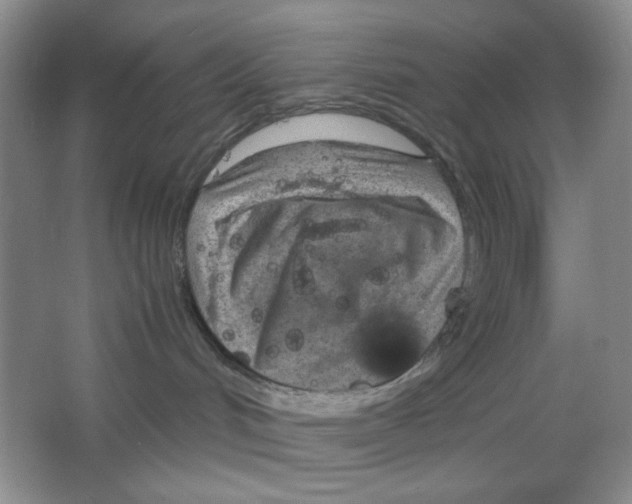 X0000064730048200603031653