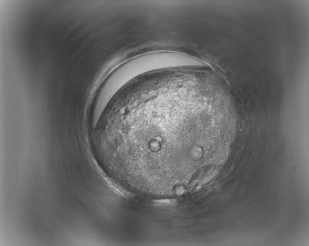 X0000064730053200603031652