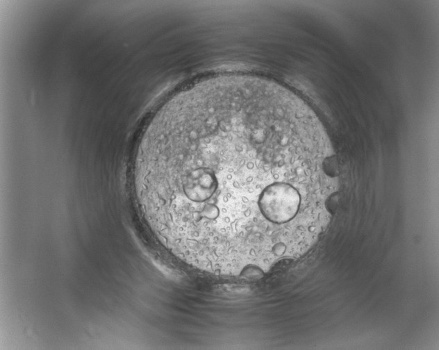 X0000064730159200603031650