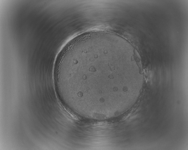 X0000064730196200603031650