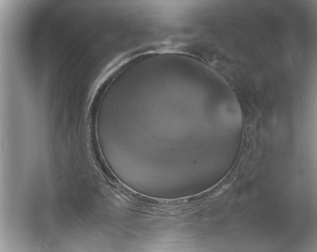 X0000064730295200603031649