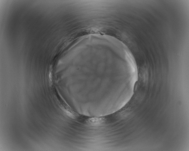 X0000064730526200603031645