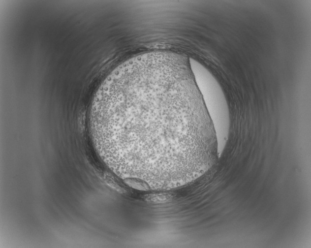 X0000064730652200603031643