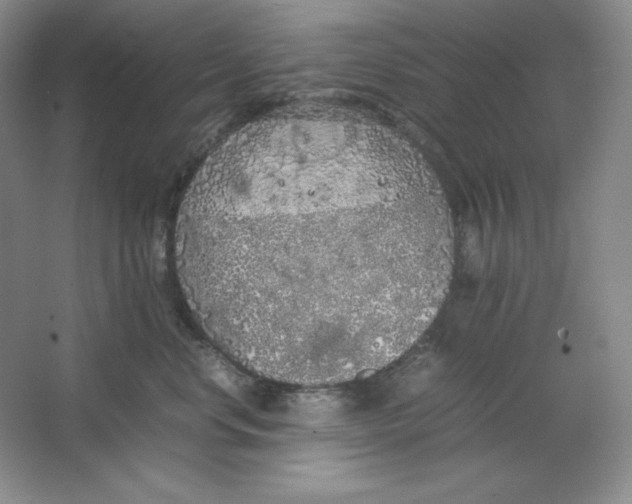 X0000064730668200603031643