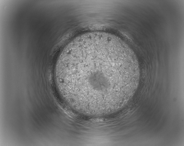 X0000064730687200603031642