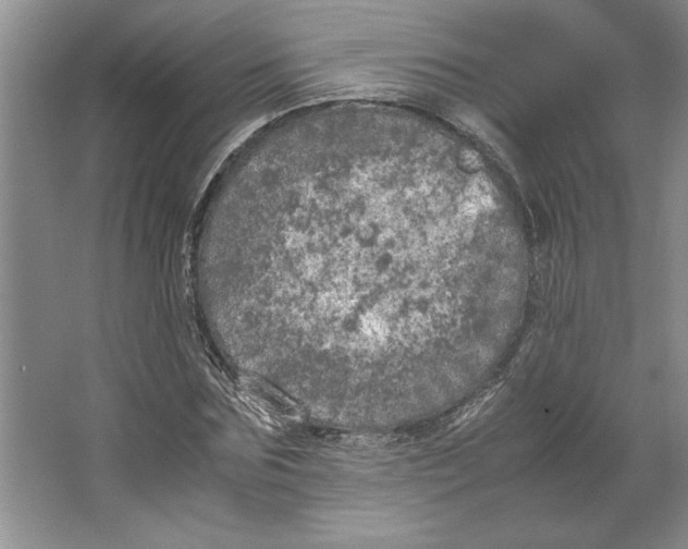 X0000064730875200603031639