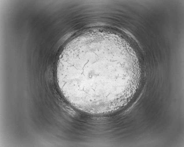 X0000064730921200603031638