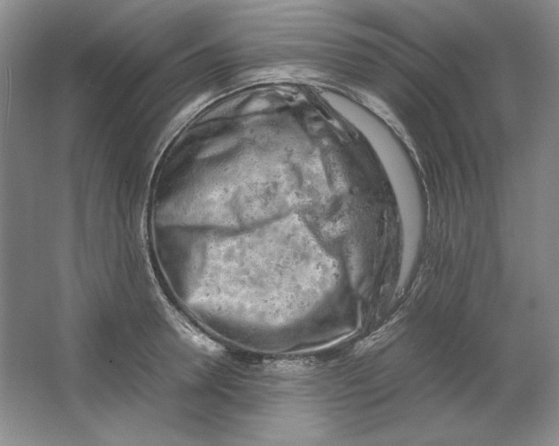 X0000064730946200603031638