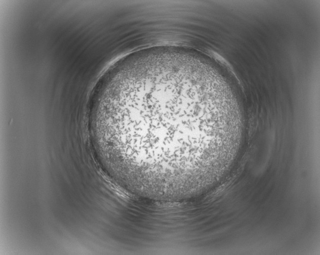 X0000064731019200603031636