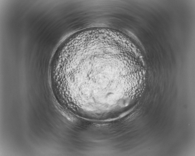 X0000064731035200603031636