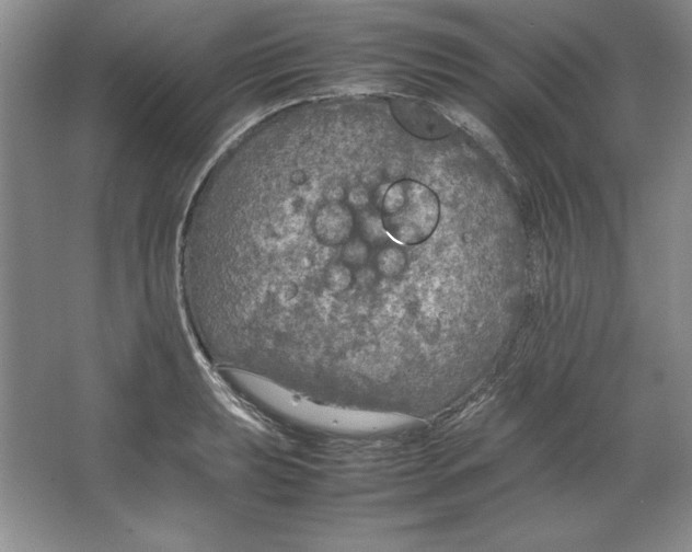 X0000064731039200603031636